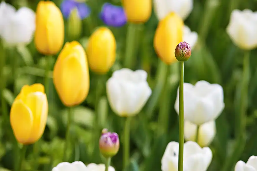 084 | 2024 | Lisse | Keukenhof | © carsten riede fotografie