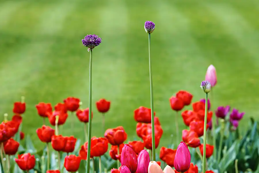 085 | 2024 | Lisse | Keukenhof | © carsten riede fotografie