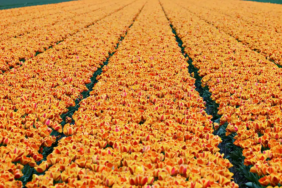 106 | 2024 | Umgebung von Sint Maartensvlotbrug | © carsten riede fotografie