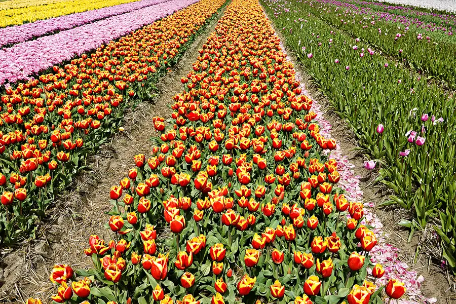 111 | 2024 | Egmond aan den Hoef | © carsten riede fotografie