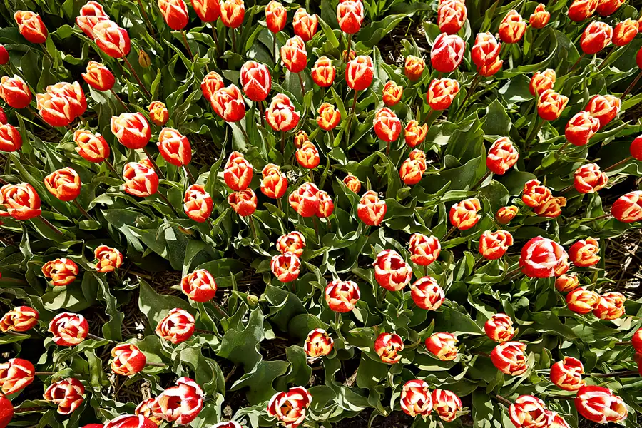 116 | 2024 | Egmond aan den Hoef | © carsten riede fotografie