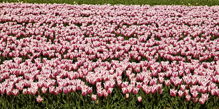 117 | 2024 | Egmond aan den Hoef | © carsten riede fotografie