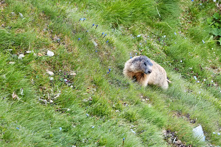 051 | 2024 | Grossglockner Hochalpenstrasse | © carsten riede fotografie