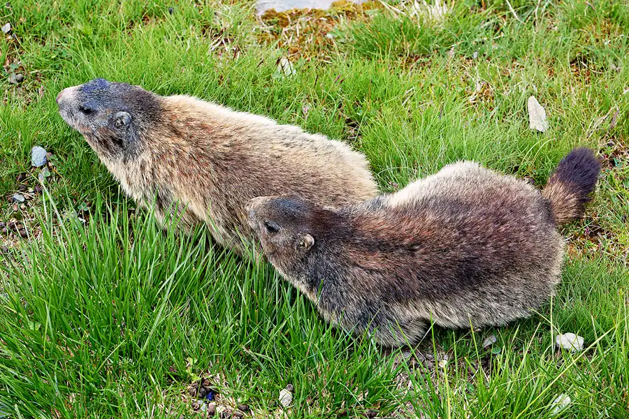056 | 2024 | Grossglockner Hochalpenstrasse | © carsten riede fotografie