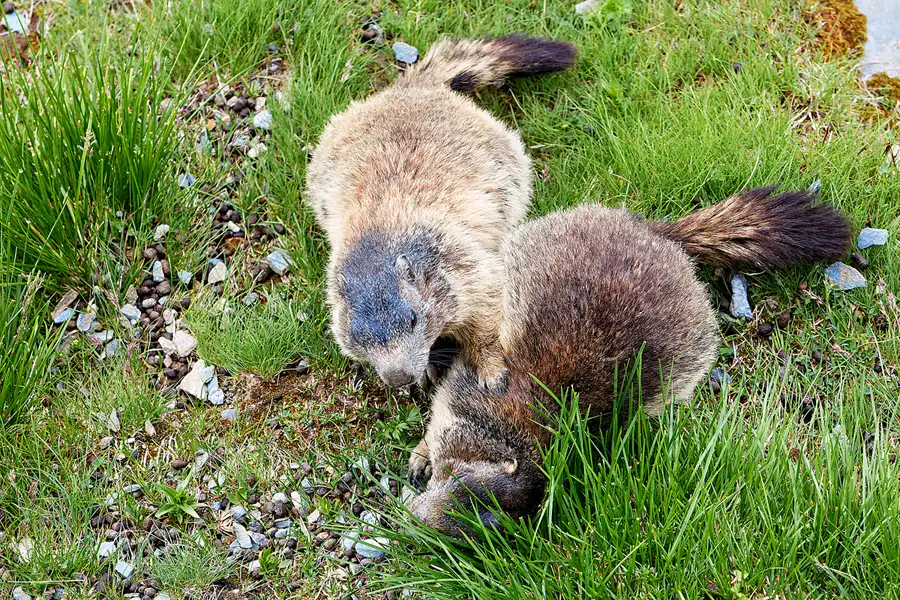057 | 2024 | Grossglockner Hochalpenstrasse | © carsten riede fotografie