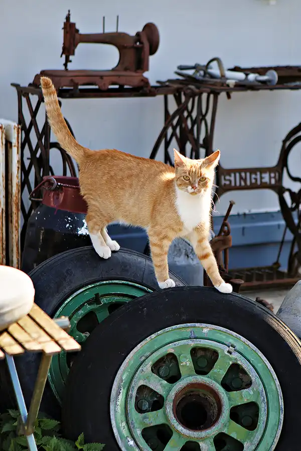 086 | 2024 | Reddelich | DDR Oldtimer Sammlung | © carsten riede fotografie