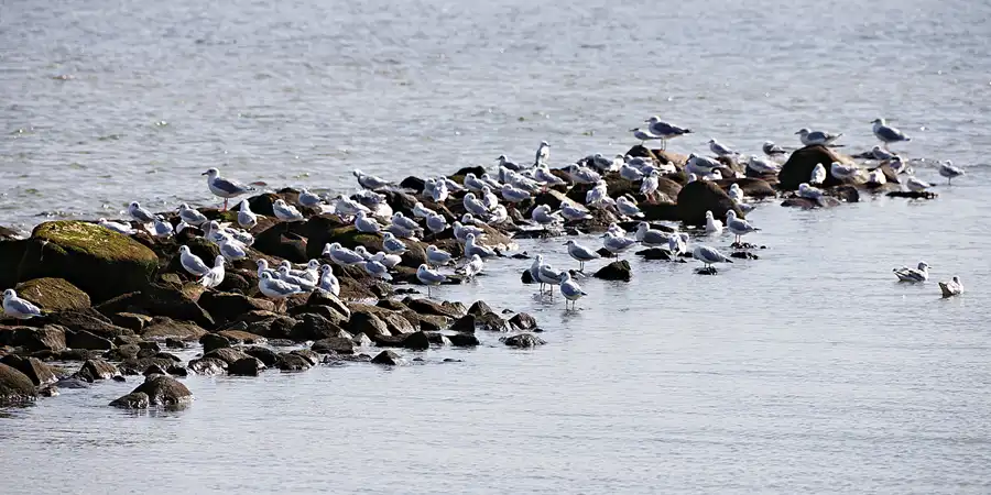 024 | 2024 | Pellworm | © carsten riede fotografie