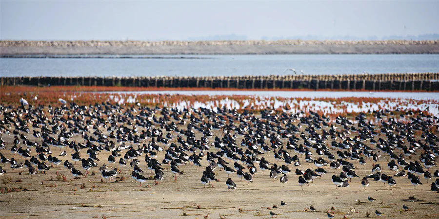 026 | 2024 | Pellworm | © carsten riede fotografie