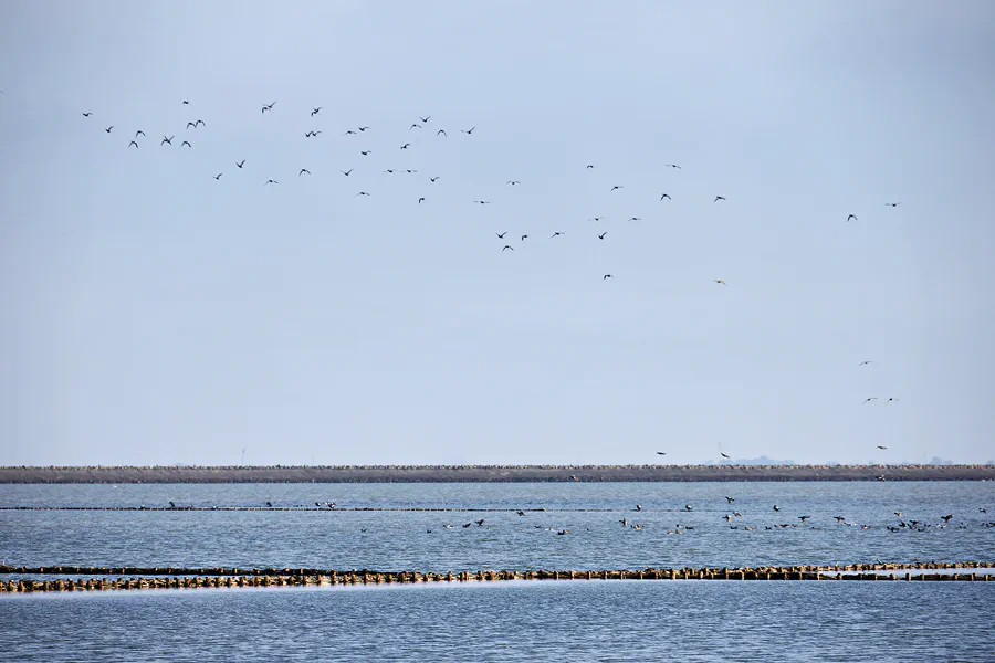 027 | 2024 | Pellworm | © carsten riede fotografie