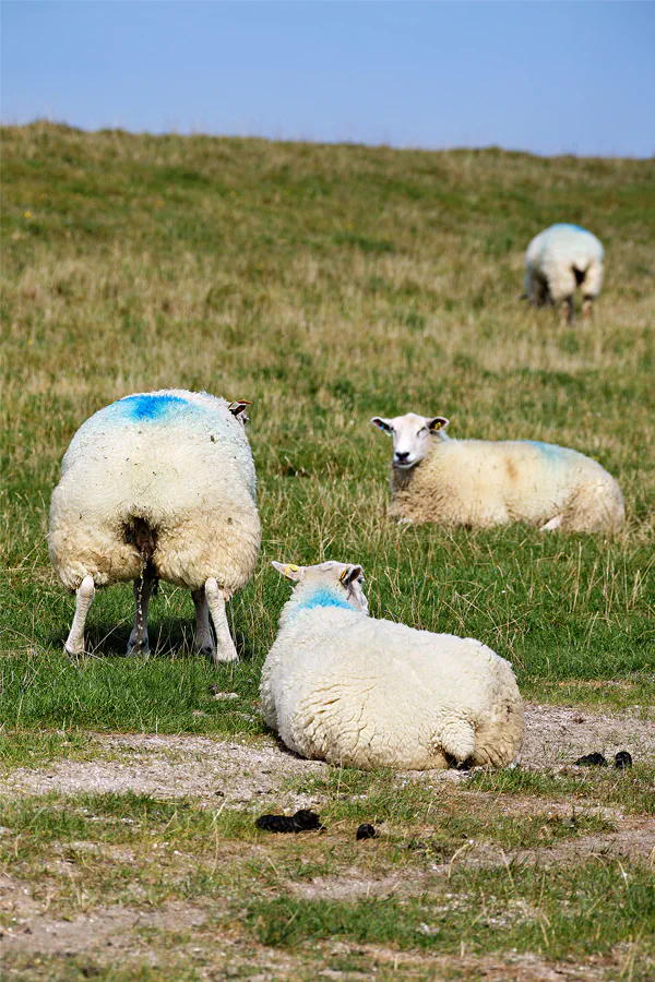 029 | 2024 | Pellworm | © carsten riede fotografie