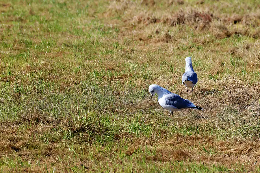 018 | 2024 | Amrum | © carsten riede fotografie