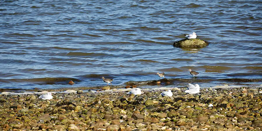 038 | 2024 | Amrum | © carsten riede fotografie
