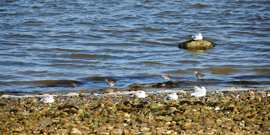 038 | 2024 | Amrum | © carsten riede fotografie