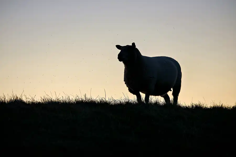 036 | 2024 | Westerhever | © carsten riede fotografie