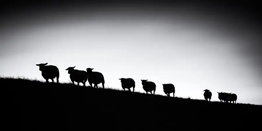 037 | 2024 | Westerhever | © carsten riede fotografie