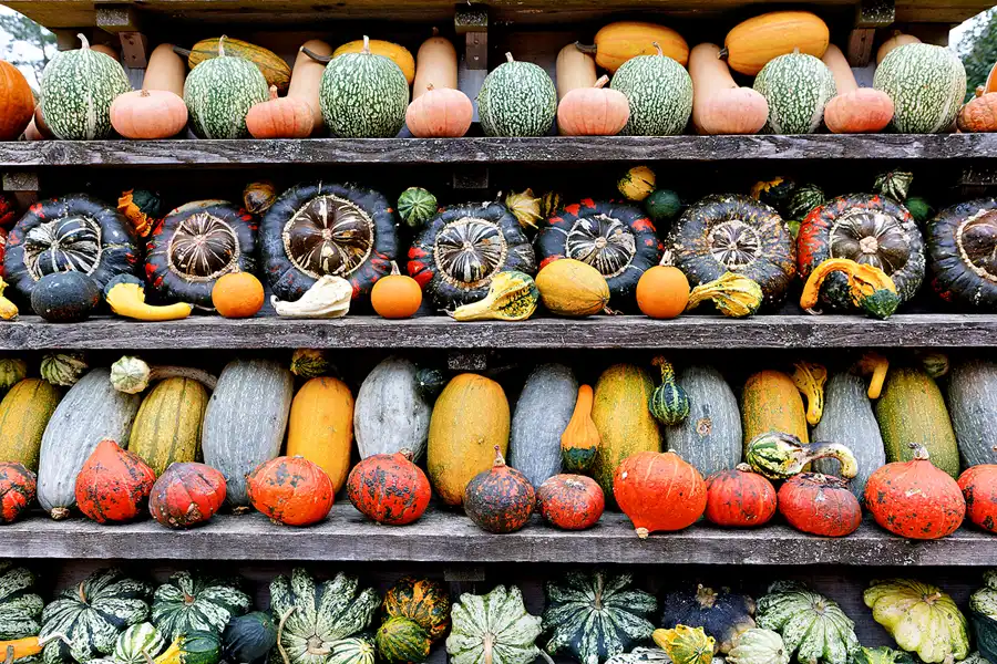 036 | 2024 | Beelitz GT Klaistow | Kürbisausstellung | © carsten riede fotografie