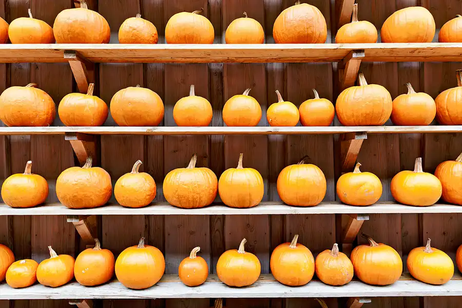 037 | 2024 | Beelitz GT Klaistow | Kürbisausstellung | © carsten riede fotografie