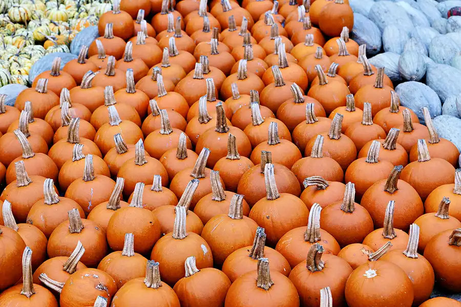 038 | 2024 | Beelitz GT Klaistow | Kürbisausstellung | © carsten riede fotografie