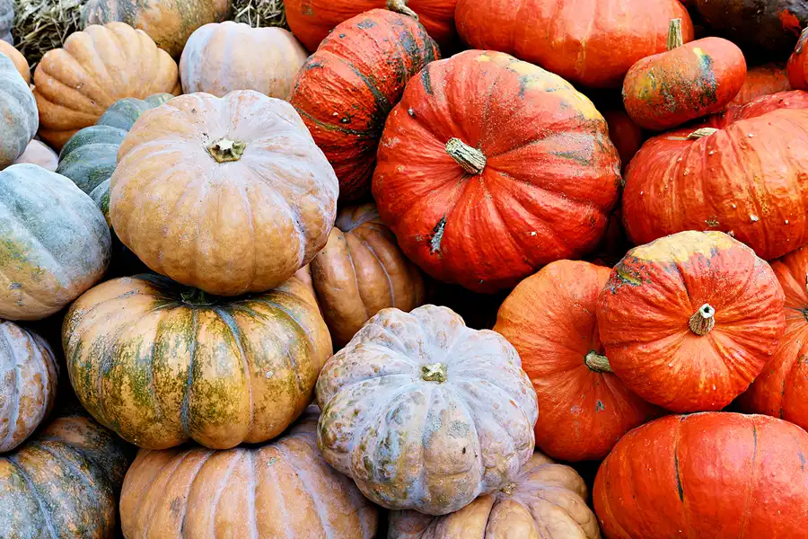 039 | 2024 | Beelitz GT Klaistow | Kürbisausstellung | © carsten riede fotografie