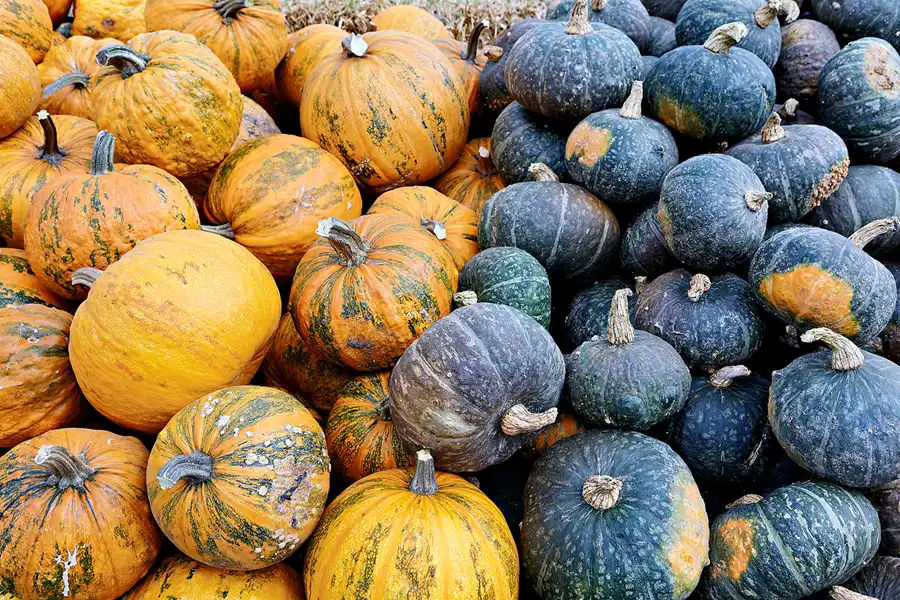 041 | 2024 | Beelitz GT Klaistow | Kürbisausstellung | © carsten riede fotografie