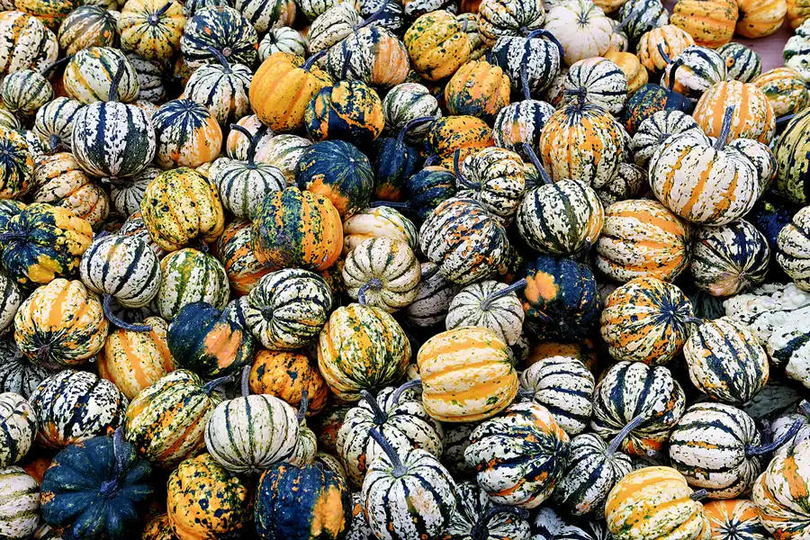 042 | 2024 | Beelitz GT Klaistow | Kürbisausstellung | © carsten riede fotografie