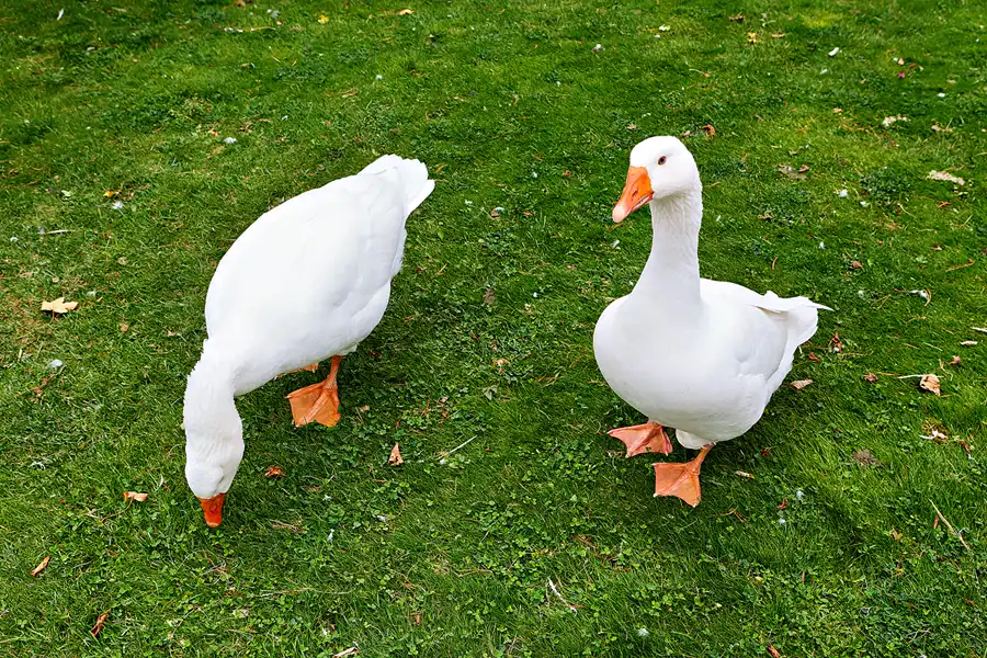 045 | 2024 | Beelitz GT Klaistow | Kürbisausstellung | © carsten riede fotografie