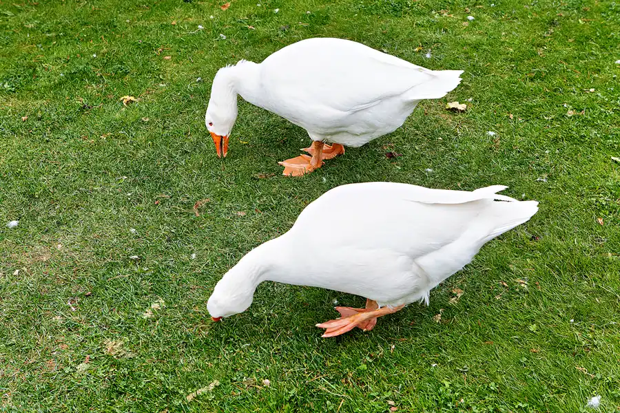 046 | 2024 | Beelitz GT Klaistow | Kürbisausstellung | © carsten riede fotografie