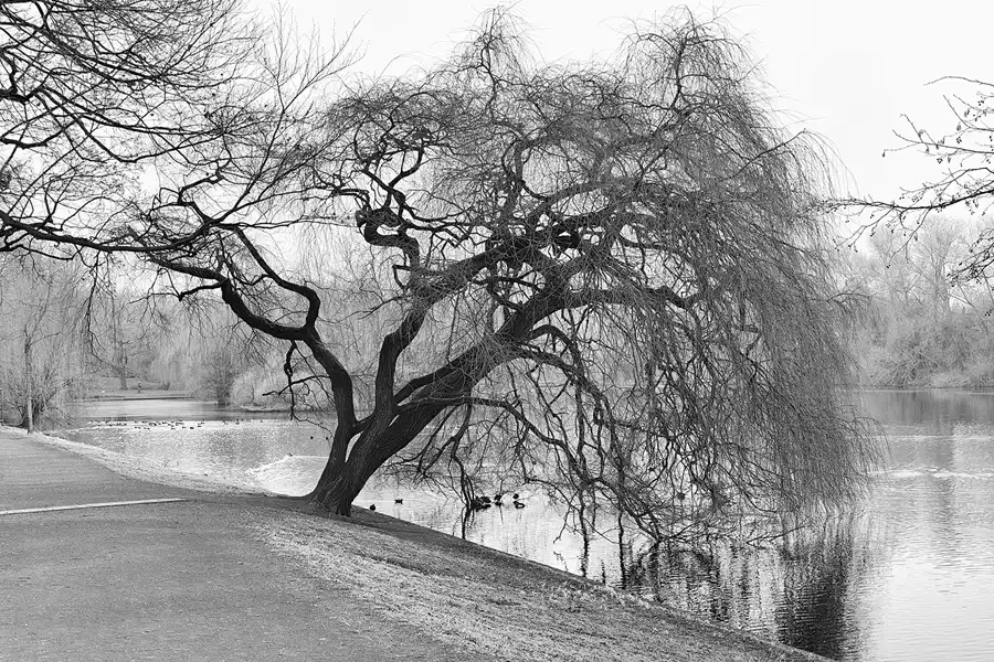 003 | 2025 | Berlin | Obersee-Orankesee-Park | © carsten riede fotografie