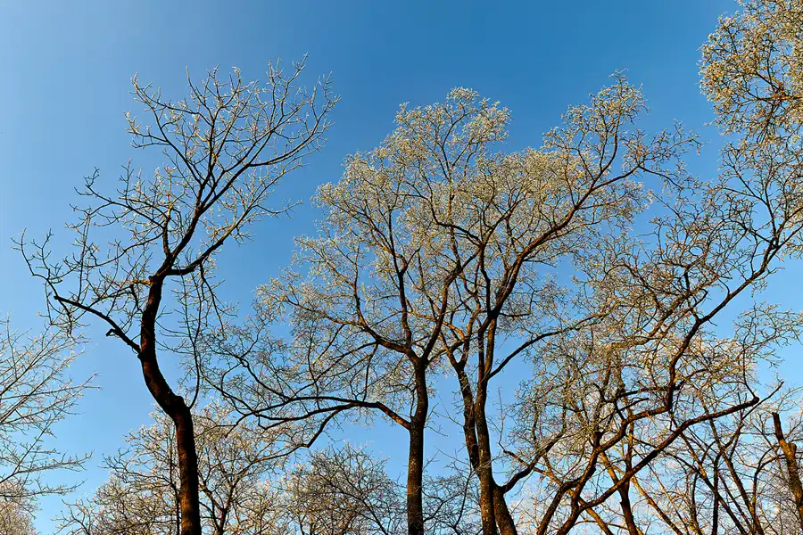 007 | 2025 | Berlin | Obersee-Orankesee-Park | © carsten riede fotografie