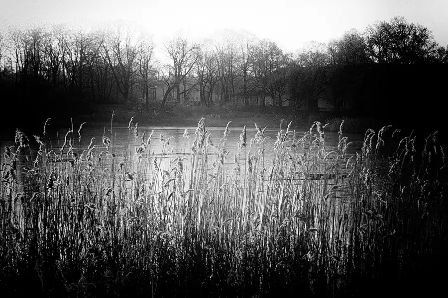 013 | 2025 | Berlin | Obersee-Orankesee-Park | © carsten riede fotografie