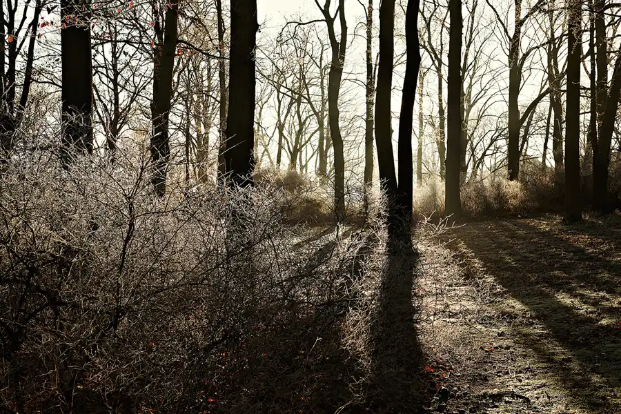 024 | 2025 | Berlin | Obersee-Orankesee-Park | © carsten riede fotografie