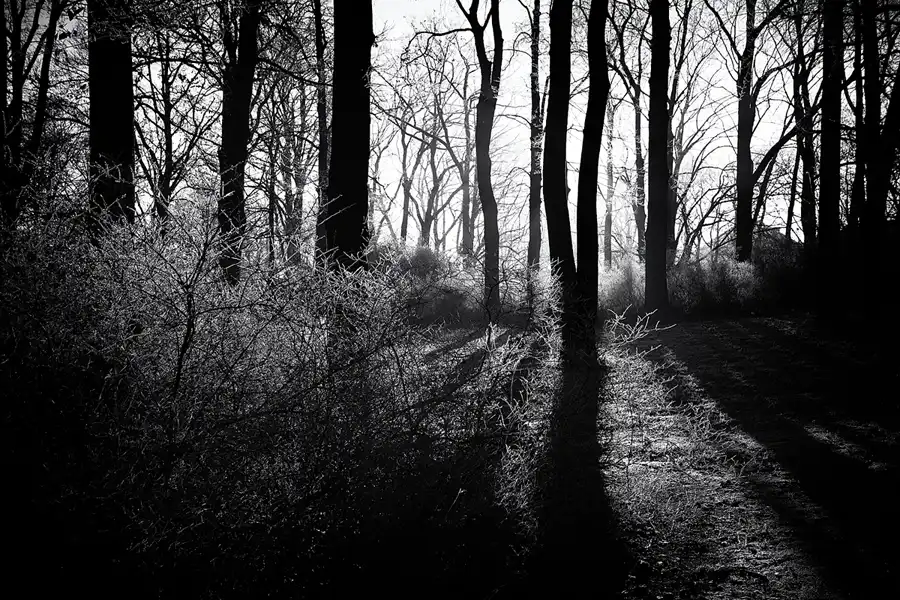 025 | 2025 | Berlin | Obersee-Orankesee-Park | © carsten riede fotografie