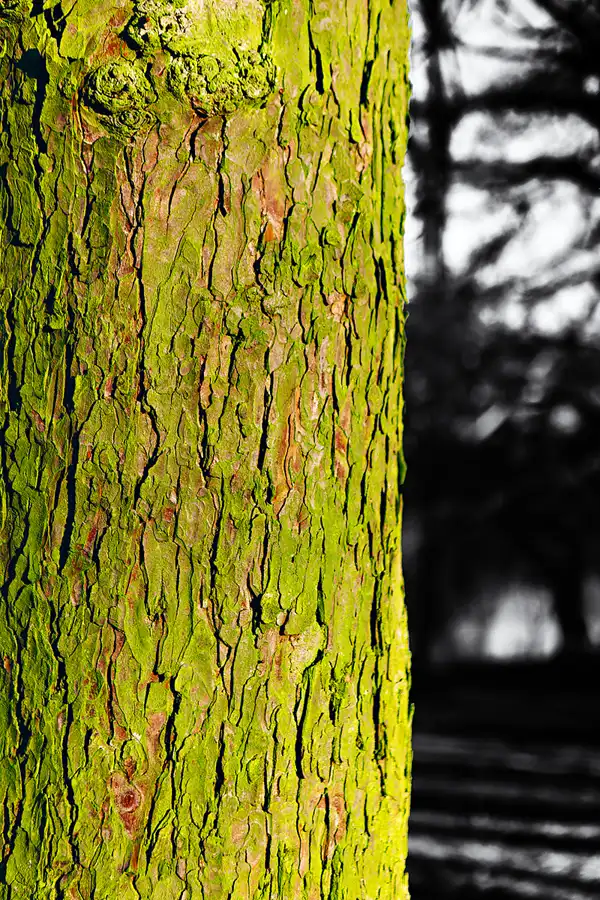 026 | 2025 | Berlin | Obersee-Orankesee-Park | © carsten riede fotografie