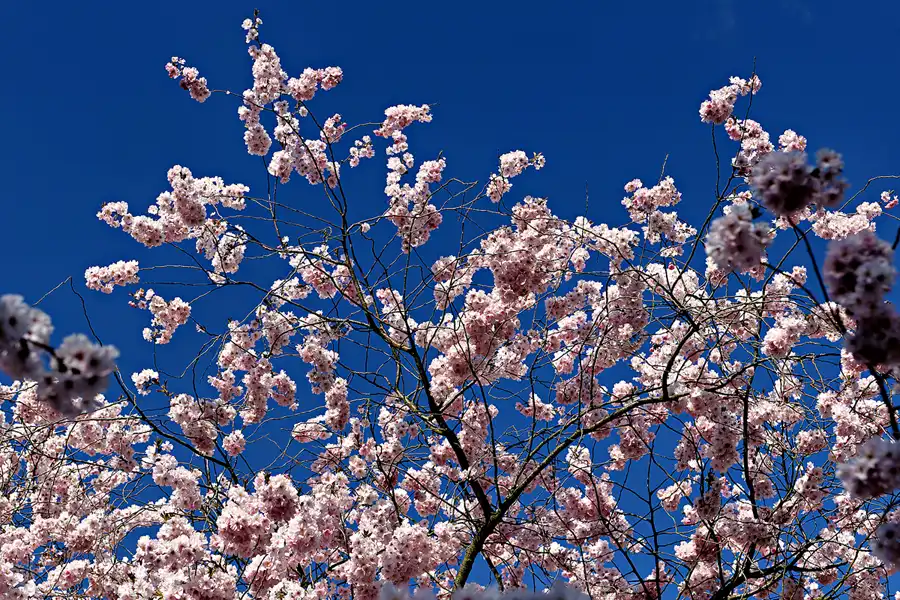 017 | 2025 | Berlin | Gärten der Welt im Erholungspark Marzahn | © carsten riede fotografie