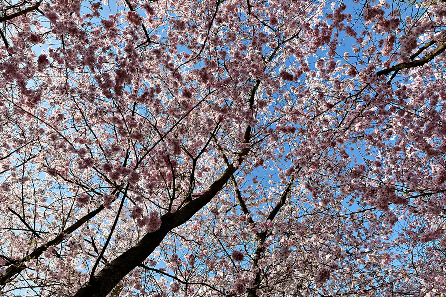 018 | 2025 | Berlin | Gärten der Welt im Erholungspark Marzahn | © carsten riede fotografie