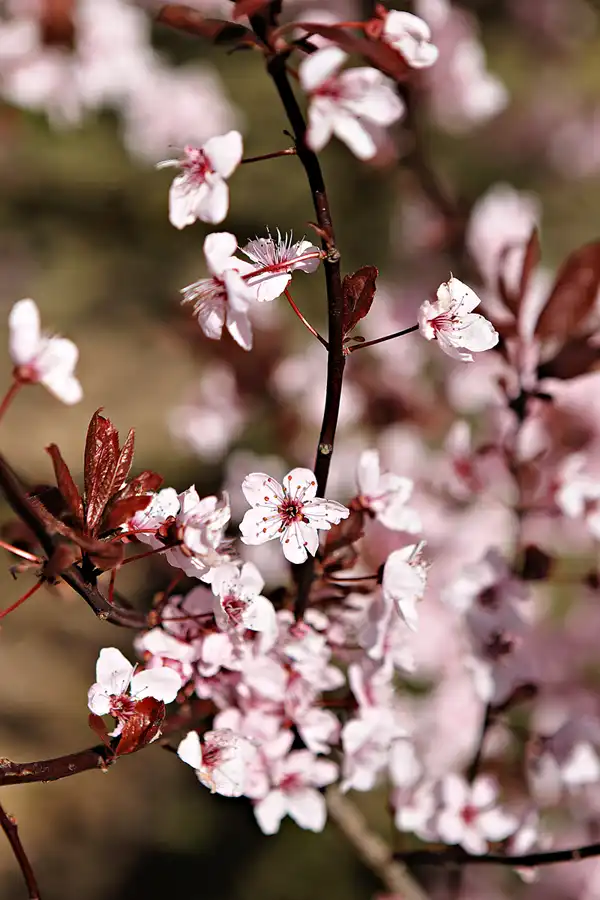019 | 2025 | Berlin | Gärten der Welt im Erholungspark Marzahn | © carsten riede fotografie