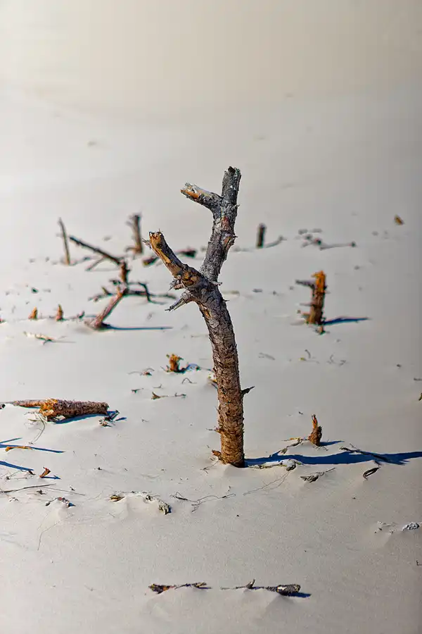 072 | 2025 | Bunken | Rabjerg Mile | © carsten riede fotografie