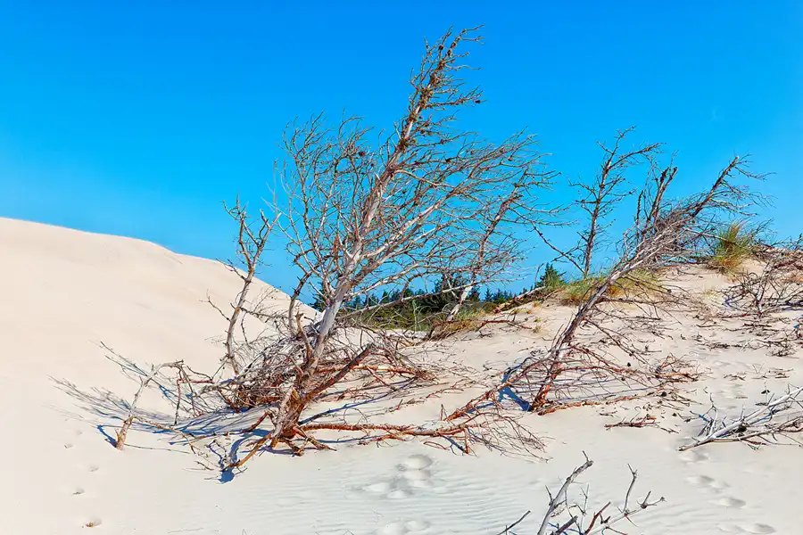 079 | 2025 | Bunken | Rabjerg Mile | © carsten riede fotografie