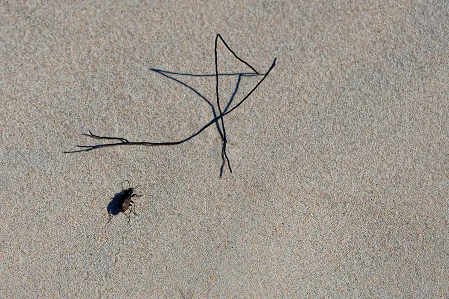 083 | 2025 | Bunken | Rabjerg Mile | © carsten riede fotografie