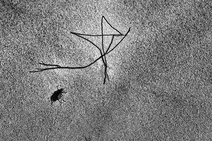 084 | 2025 | Bunken | Rabjerg Mile | © carsten riede fotografie