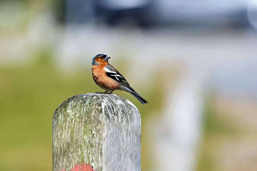 015 | 2025 | Bunken | Rabjerg Mile | © carsten riede fotografie