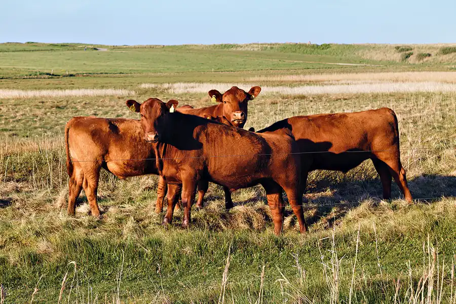 057 | 2025 | Lemvig | © carsten riede fotografie
