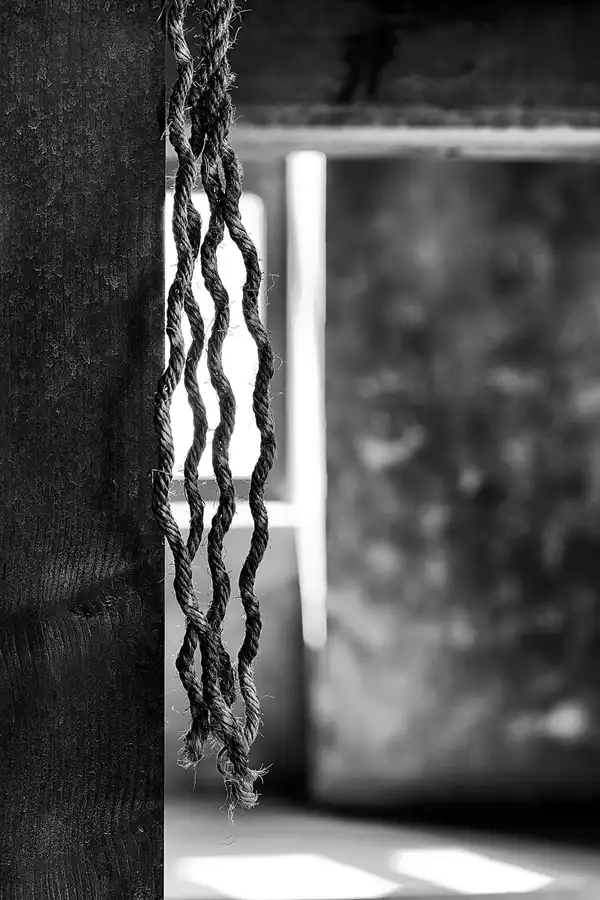 041 | 2025 | Görlitz | Brauner Hirsch | © carsten riede fotografie