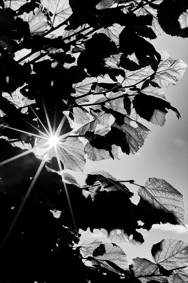 089 | 2026 | Berlin | Obersee-Orankesee-Park | © carsten riede fotografie
