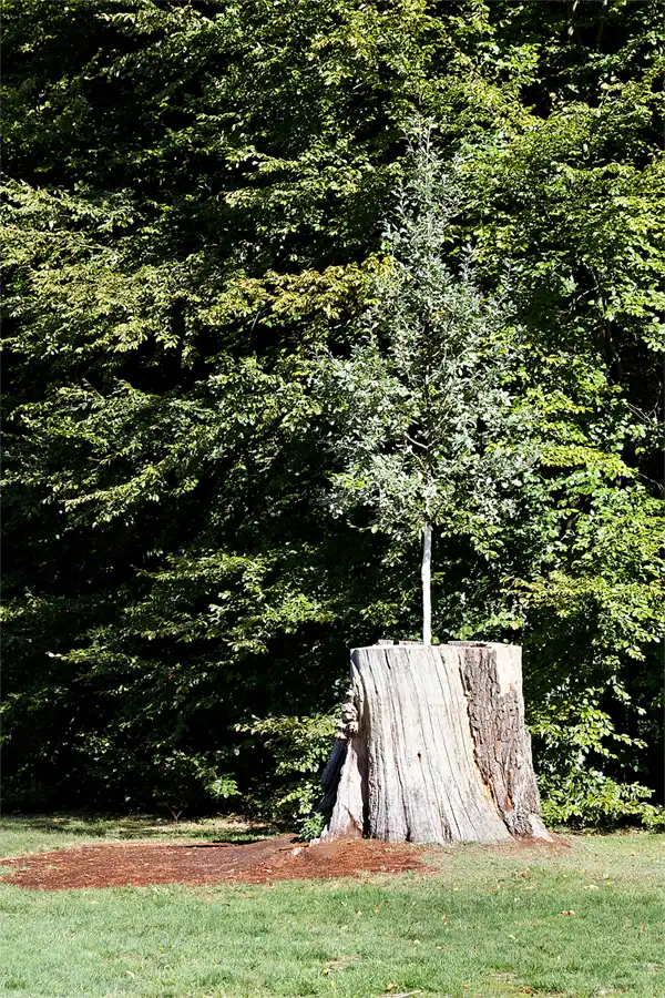 016 | 2026 | Ludwigslust | Schlossgarten | © carsten riede fotografie