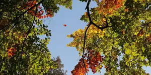 2008 | BERLIN | AUTUMN COLOURS | © carsten riede fotografie