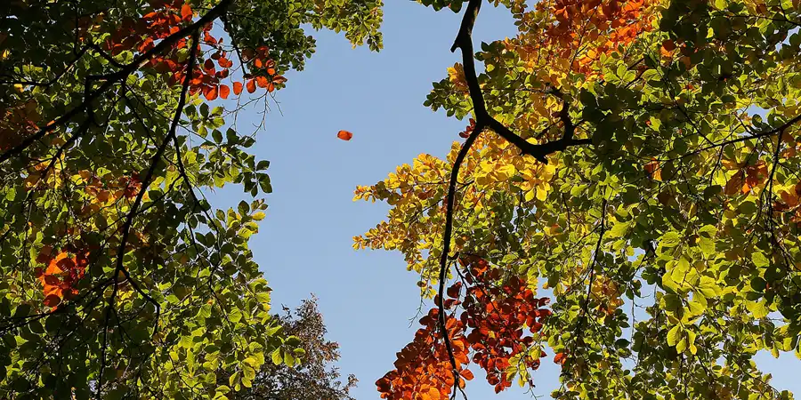 2008 | BERLIN | AUTUMN COLOURS | © carsten riede fotografie