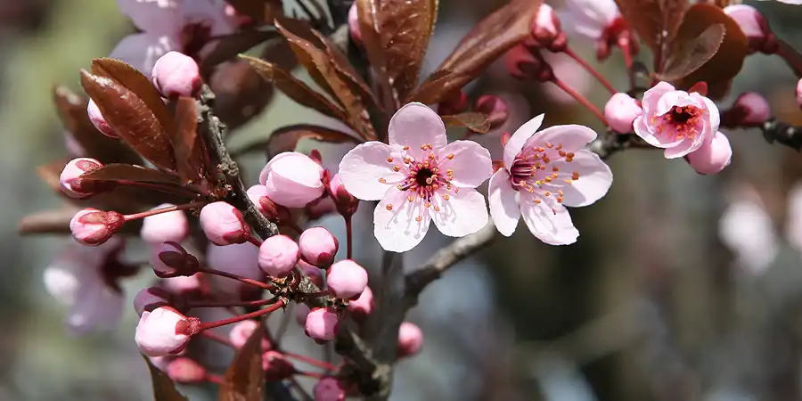 2010 | BERLIN | BLÜTEZEIT | © carsten riede fotografie