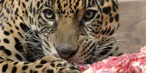 2011 | BERLIN | TIERISCHE FOTOS – TIERPARK FRIEDRICHSFELDE | © carsten riede fotografie