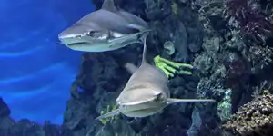 2012 | BARCELONA | L&rsquo; AQUARIUM & LA CIUTAT IV | © carsten riede fotografie